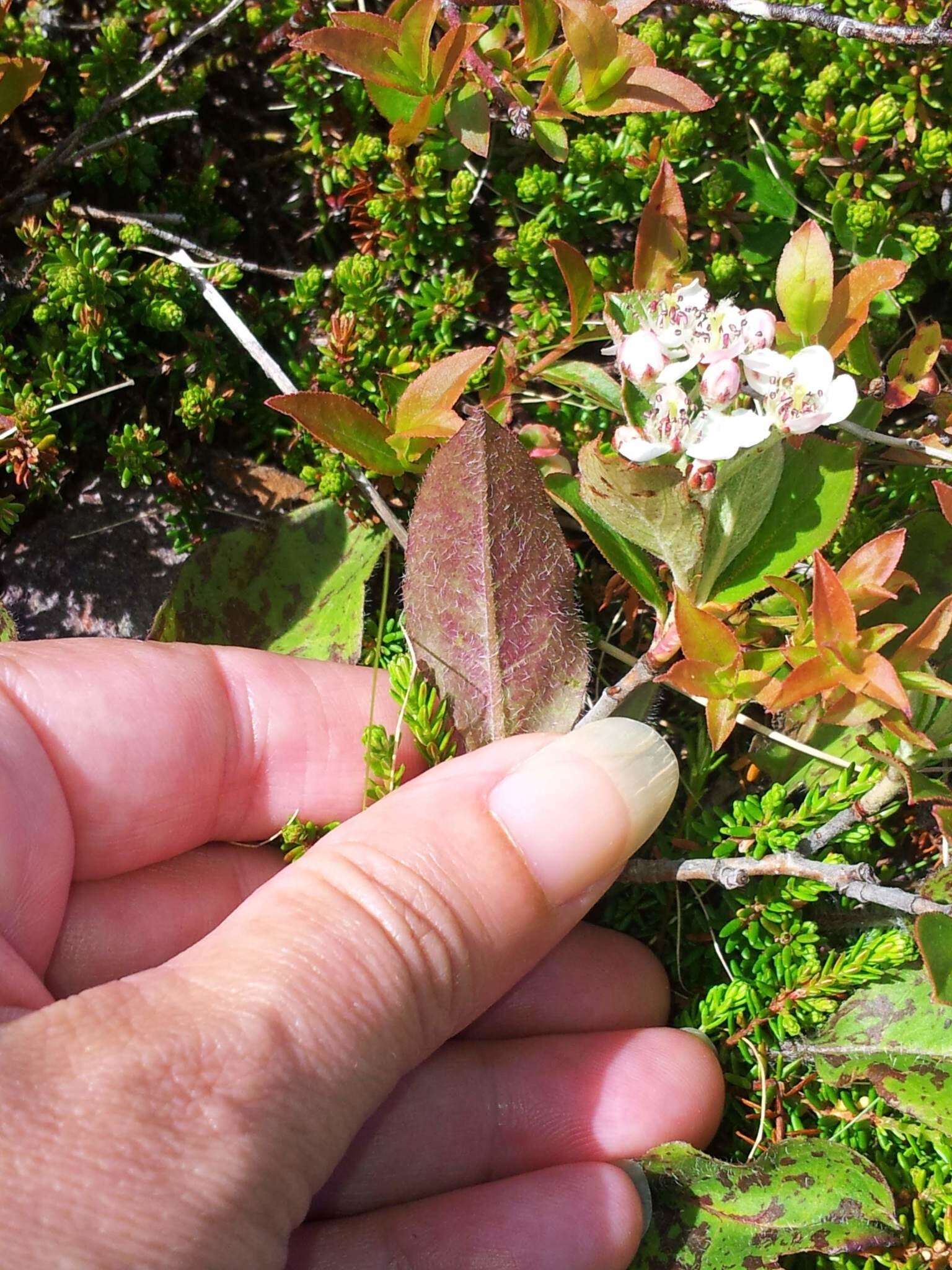 Photinia floribunda (Lindl.) K. R. Robertson & J. B. Phipps的圖片