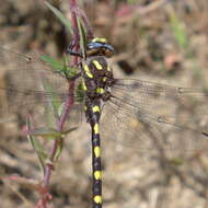 Image of Pacific Spiketail