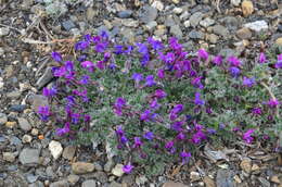 Image de Oxytropis czukotica Jurtzev