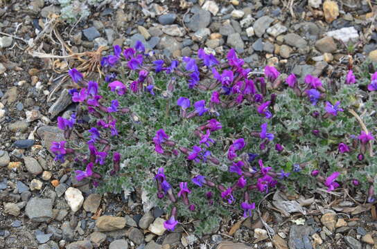 Image of Chukotka locoweed