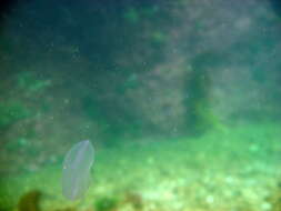 Image of Sea gooseberry