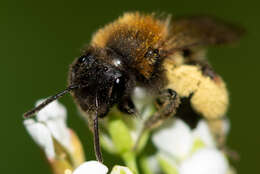 Image of Andrena bicolor Fabricius 1775