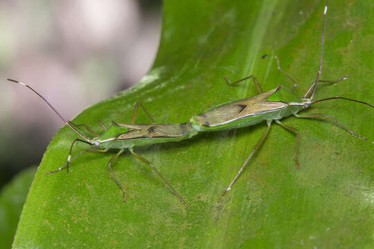 Image of Homoeocerus (Anacanthocoris) angulatus Westwood 1842