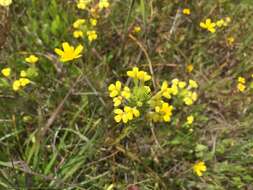 Image of Triphysaria versicolor subsp. faucibarbata (A. Gray) T. I. Chuang & L. R. Heckard