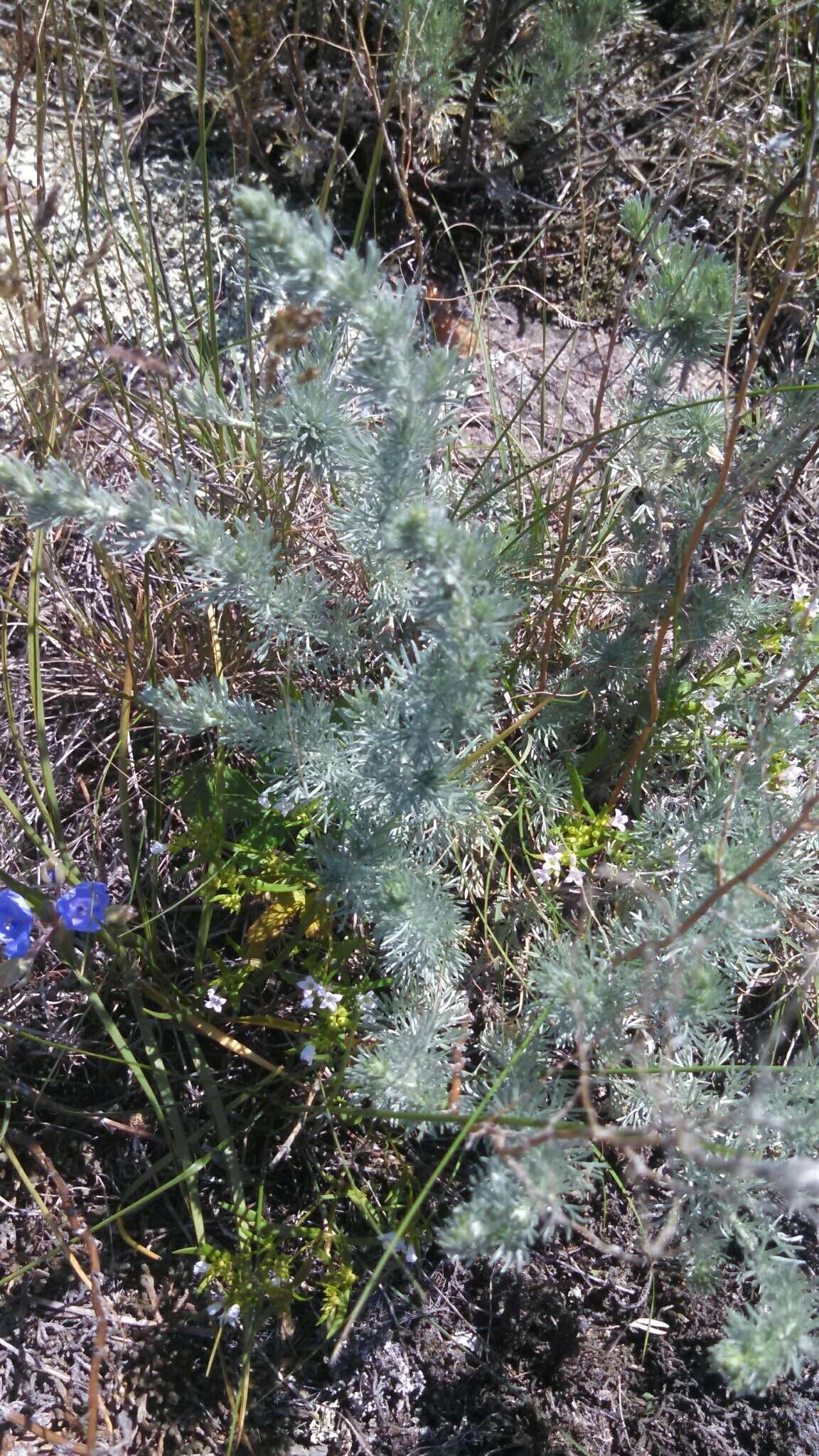 Слика од Artemisia frigida Willd.