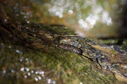 Image of Cumberland Dusky Salamander