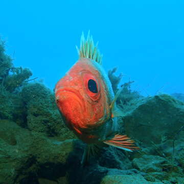 Image of Popeye catalufa