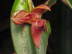 Imagem de Pleurothallis siphoglossa Luer & R. Escobar