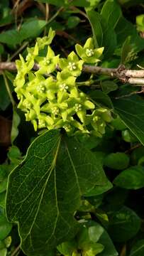 Image of Marsdenia volubilis (L. fil.) Cooke