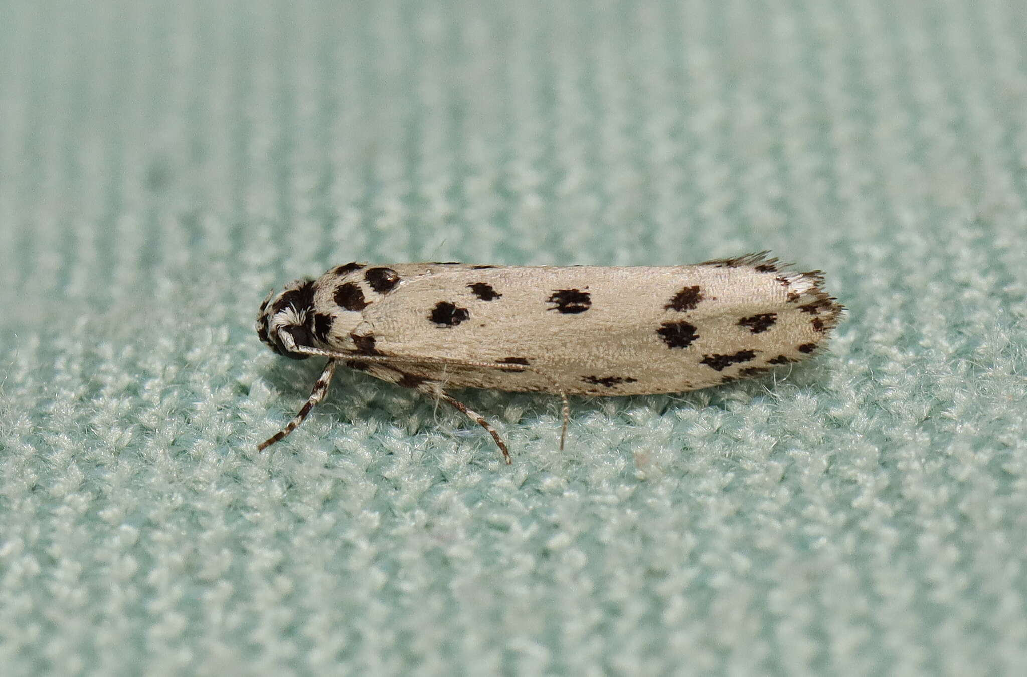 Image of Ethmia sporadica Turner 1941