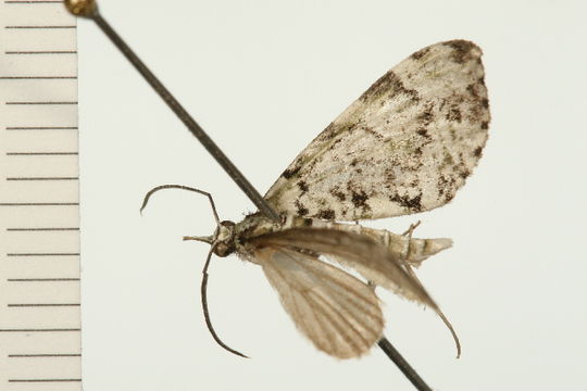 Image of <i>Sauris lichenias</i> Meyrick 1891