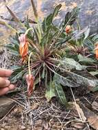 Plancia ëd Oenothera brachycarpa A. Gray