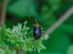 صورة Horcias lacteiclavus Distant 1904