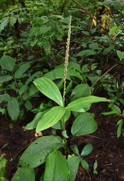 Plancia ëd Peristylus plantagineus (Lindl.) Lindl.