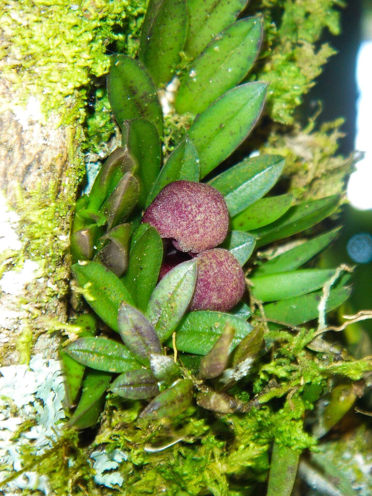 Image of Acianthera bragae (Ruschi) F. Barros