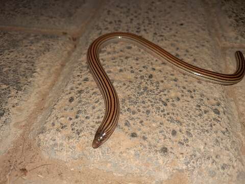 Image of Linnaeus' Lance Skink