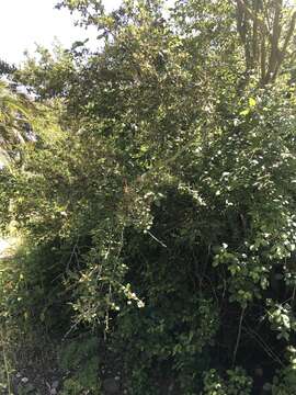 Image of smooth mountain mahogany