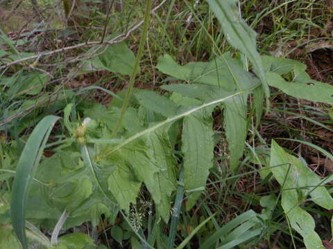 Image of Cirsium erisithales (Jacq.) Scop.