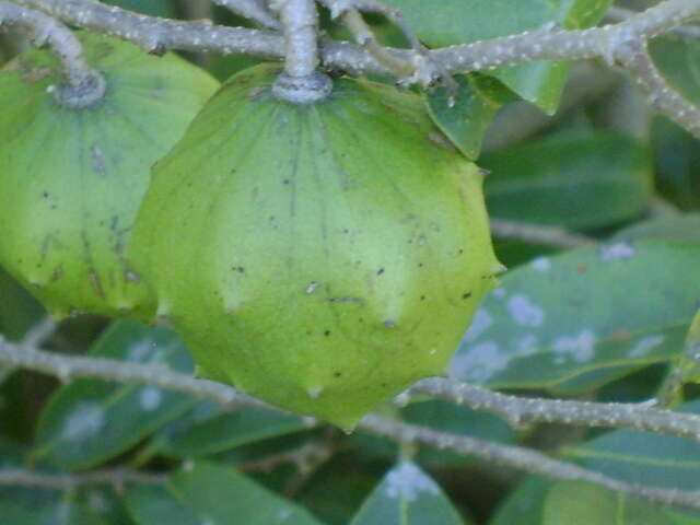 Image of Annona globiflora Schltdl.