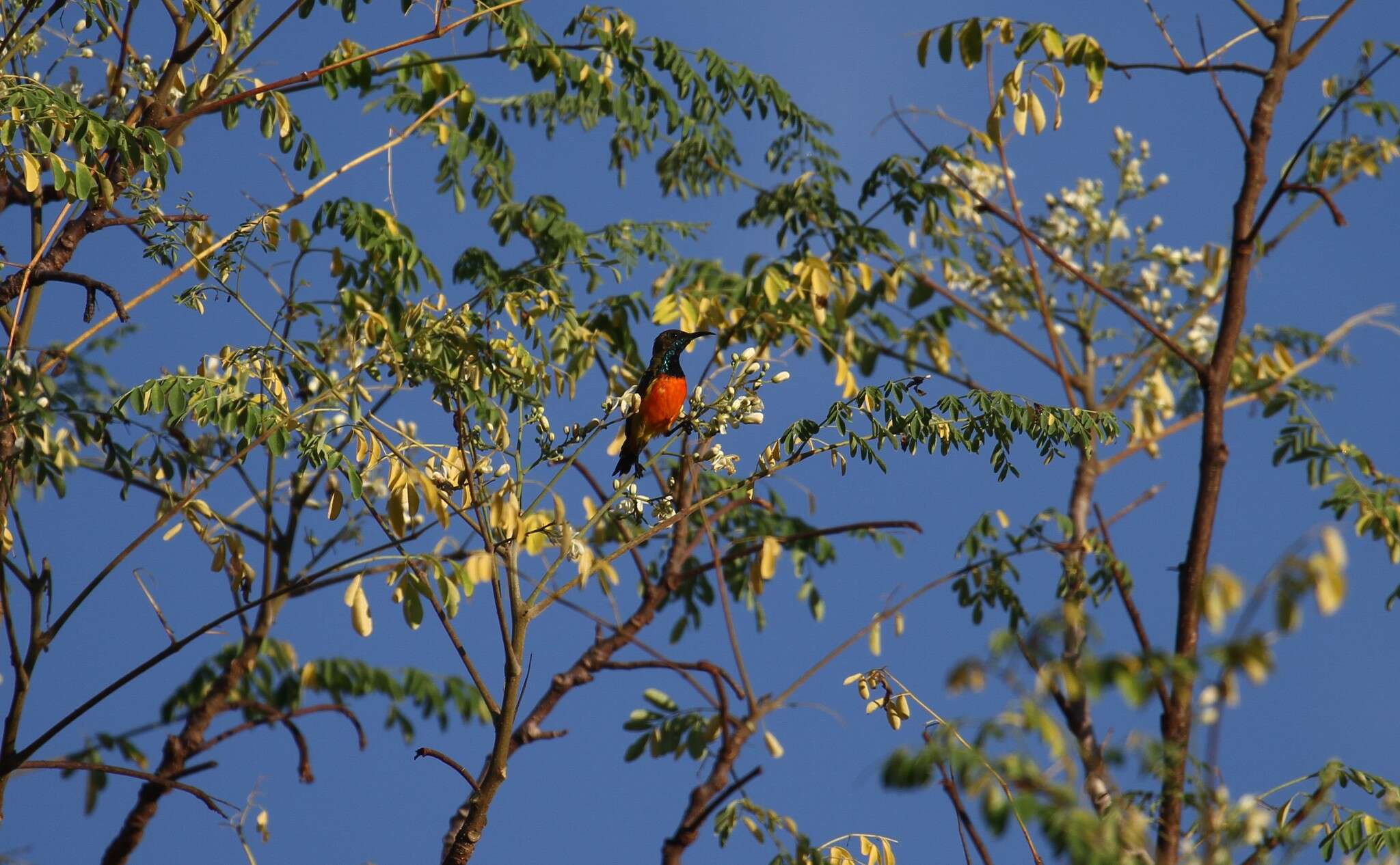 Image of Flame-breasted Sunbird