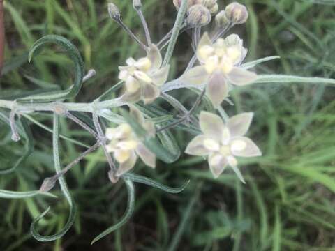 Image of Gomphocarpus tomentosus Burch.