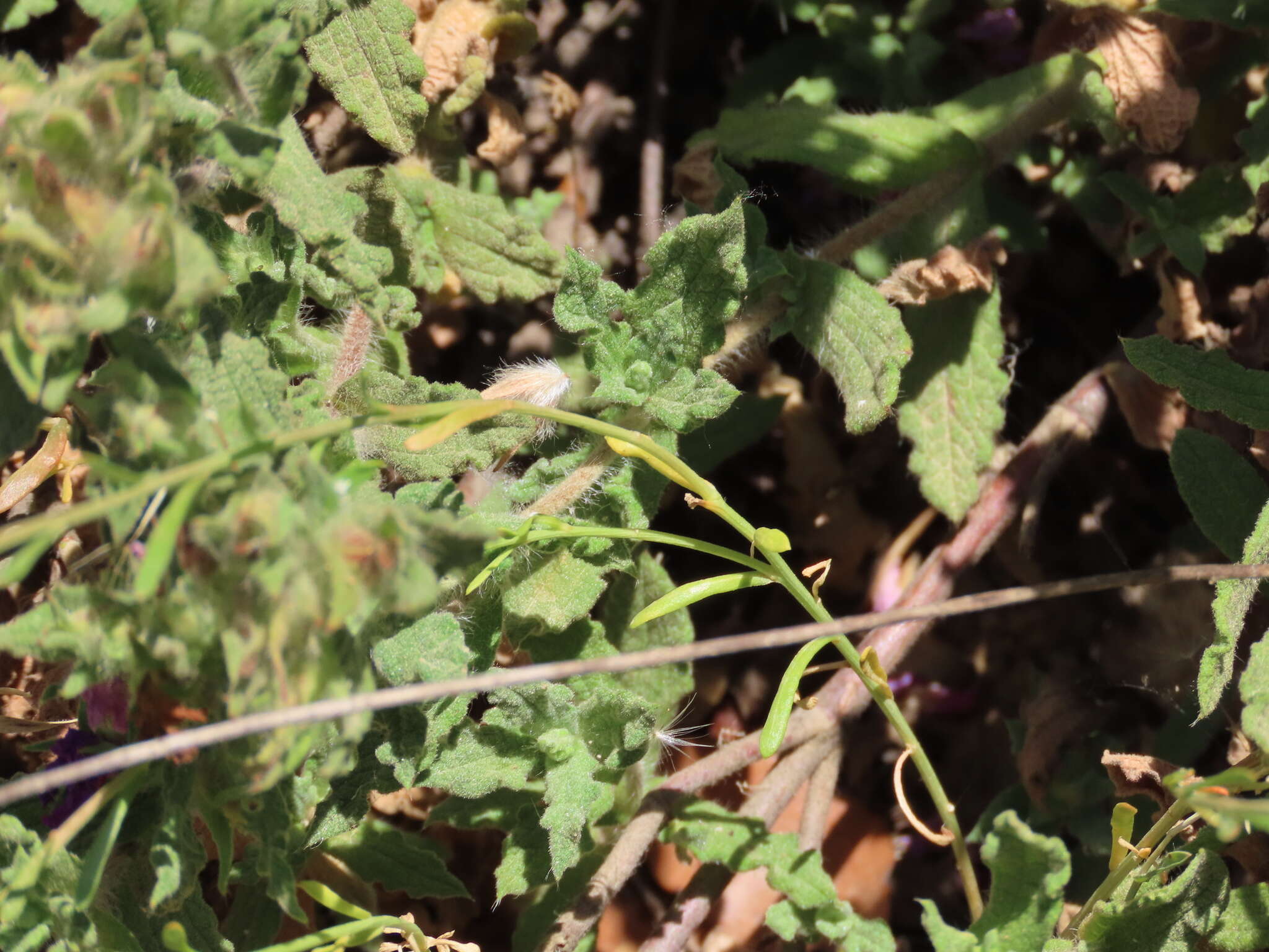 Image of Sesamoides purpurascens (L.) G. López González