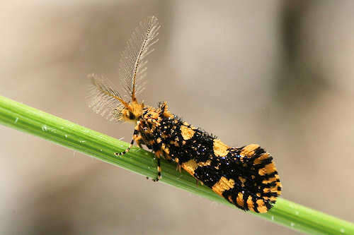 Image of Euplocamus ophisa (Cramer 1779)