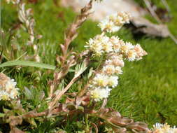 Image of Sesamoides interrupta (Boreau) G. López González