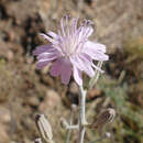 صورة Stephanomeria thurberi A. Gray