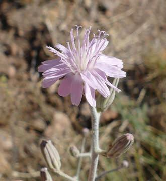 صورة Stephanomeria thurberi A. Gray