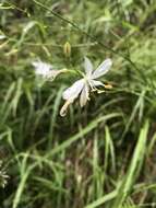 Image of Anthericum