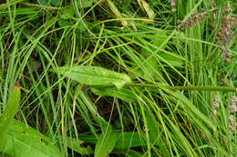 Image of Cirsium pannonicum (L. fil.) Link