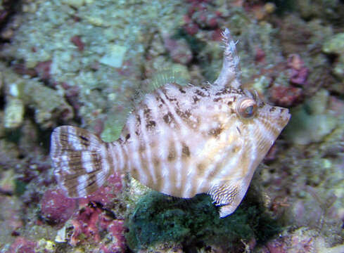 Image of Flower-coral Filefish