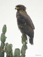 Image of Banded Snake-Eagle