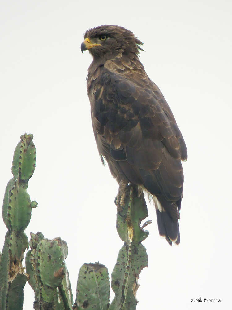 Image of Banded Snake-Eagle
