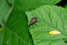 Image of Lepyrus capucinus (Schaller & J. G. 1783)