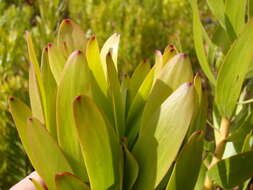 Image of Leucadendron microcephalum (Gand.) Gand. & Schinz