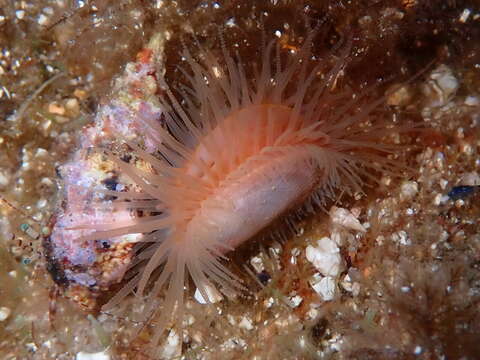 Image of Flame shell