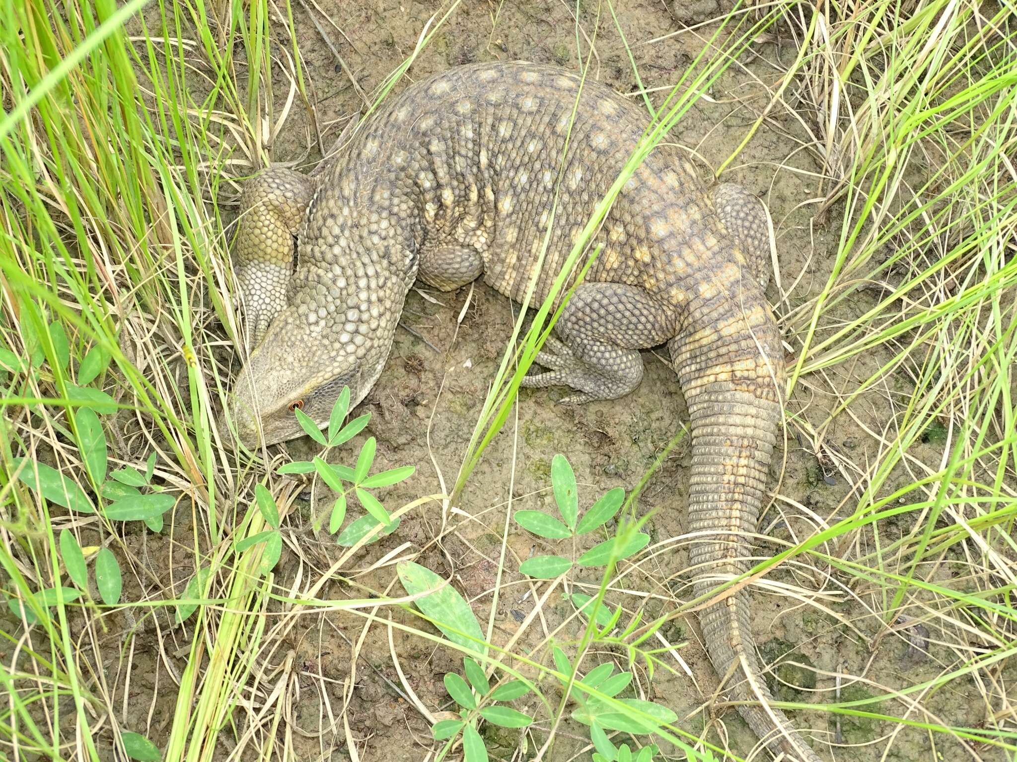 Image of Savannah Monitor