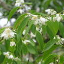 Plancia ëd Styrax odoratissimus Champ. ex Benth.