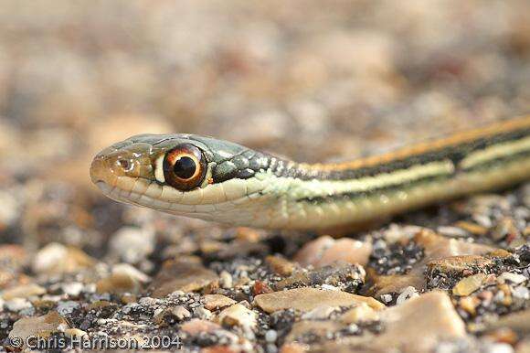 Image of Thamnophis proximus orarius Rossman 1963