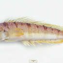 Image of Allport&#39;s grubfish