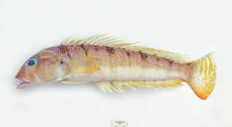 Image of Allport&#39;s grubfish