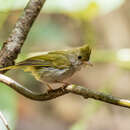 Image of Erpornis zantholeuca tyrannulus Swinhoe 1870