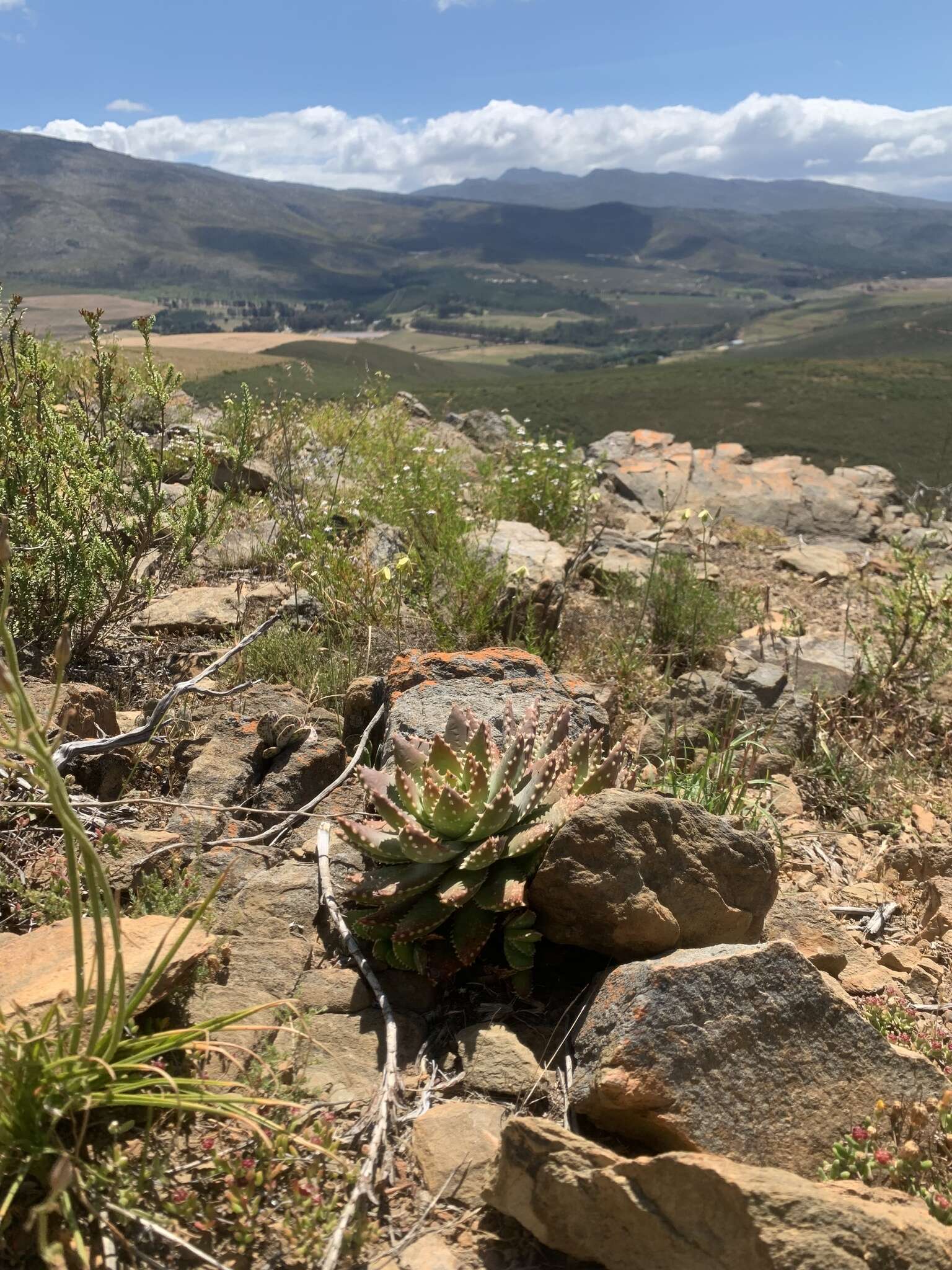 Image of Aloe brevifolia var. depressa (Haw.) Baker