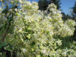 Image of purple meadow-rue