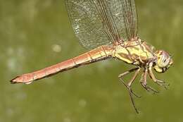 Image of Orthemis aequilibris Calvert 1909