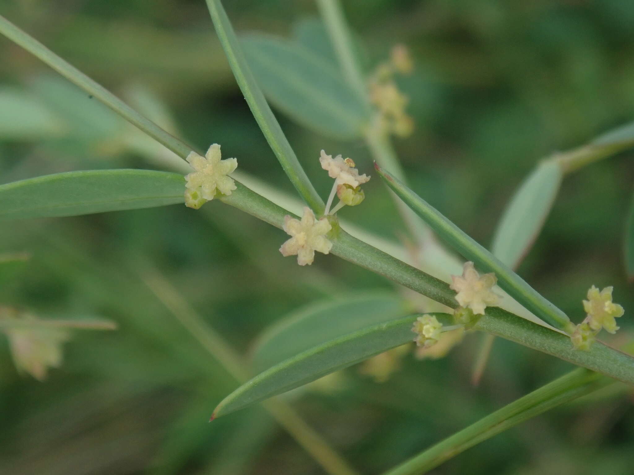 Image of Synostemon bacciformis (L.) G. L. Webster