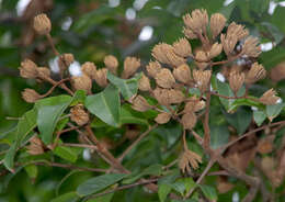 Image of Rose Butternut