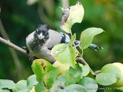 Image of Black-headed Jay